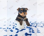 Small #1 Yorkshire Terrier