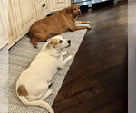 Small Photo #8 Beagle-Unknown Mix Puppy For Sale in Houston, TX, USA