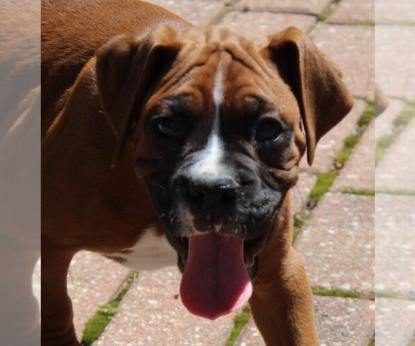 Medium Photo #6 Boxer Puppy For Sale in SHIPSHEWANA, IN, USA