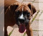 Small #5 Boxer