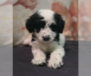 Poodle (Standard)-Unknown Mix Dogs for adoption in Coralville, IA, USA