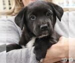 Small Labrador Retriever Mix