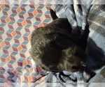 Small Photo #4 Central Asian Shepherd Dog-Newfoundland Mix Puppy For Sale in GRESHAM, OR, USA