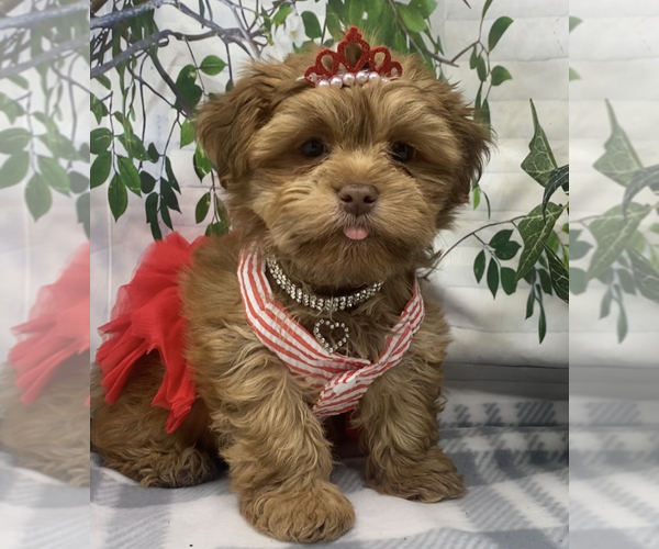 Medium Photo #5 Shorkie Tzu-Yorkshire Terrier Mix Puppy For Sale in SELLERSBURG, IN, USA