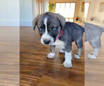 Small #6 Siberian Husky Mix