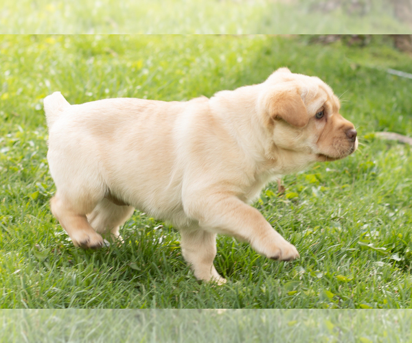Medium Photo #7 Cocker-Pei Puppy For Sale in MILLERSBURG, IN, USA