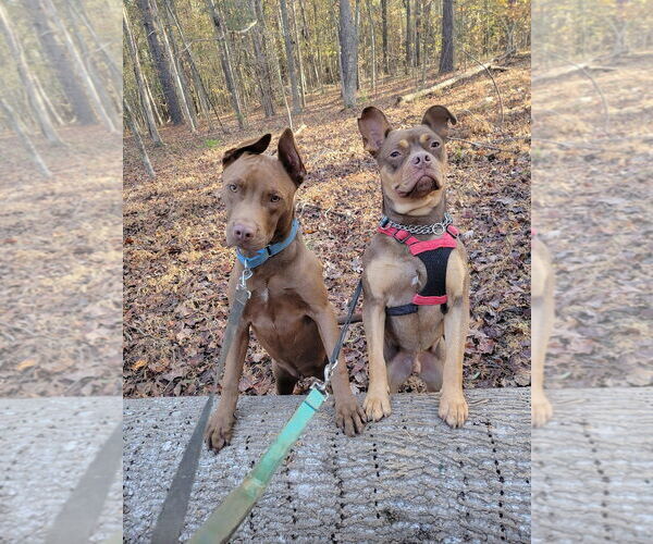 Medium Photo #12 American Staffordshire Terrier-French Bulldog Mix Puppy For Sale in Arlington, VA, USA