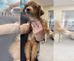 Small Chihuahua Mix
