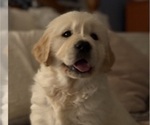 Puppy Cuddly Wyatt English Cream Golden Retriever