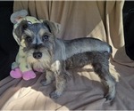 Puppy Puppy 1 Schnauzer (Miniature)