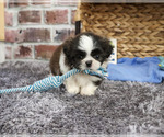 Small #2 Shih Tzu