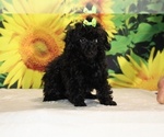 Melina - Female Poodle (Toy) Puppy for Sale - Photo #39