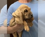 Red F - Female Bloodhound Puppy for Sale - Photo #11