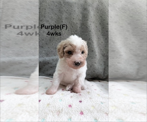 Medium Photo #16 Goldendoodle (Miniature) Puppy For Sale in ELBERT, CO, USA