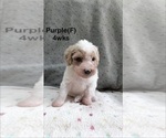 Small #15 Goldendoodle (Miniature)