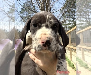 Great Dane Puppy for Sale in CLANTON, Alabama USA