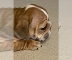 Small Photo #3 Bulldog Puppy For Sale in LOUISVILLE, KY, USA