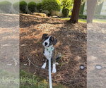 Small #13 Boxer Mix