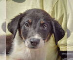 Small #5 Border-Aussie