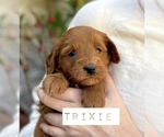 Small Photo #23 Australian Labradoodle Puppy For Sale in RIVERSIDE, CA, USA