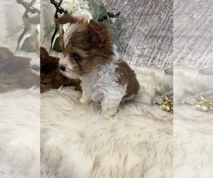 Yorkshire Terrier Puppy for sale in FORT WORTH, TX, USA
