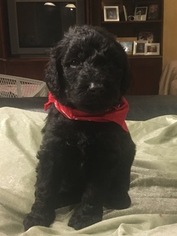 Labradoodle Puppy for sale in PADUCAH, KY, USA