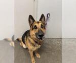 Small German Shepherd Dog