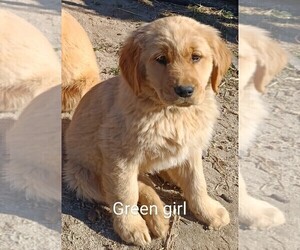 Golden Retriever Puppy for sale in WAKE FOREST, NC, USA