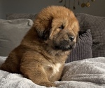 Small Photo #4 Tibetan Mastiff Puppy For Sale in NAPA, CA, USA