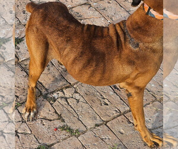 Medium Photo #3 Boxer Puppy For Sale in Austin, TX, USA