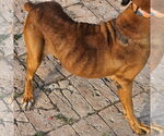 Small #2 Boxer