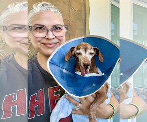Dolly5 (in Miami, FL) - Female Dachshund Dog for Adoption - Photo #3