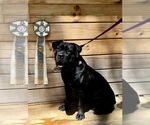 Small Photo #6 Boerboel Puppy For Sale in GREENEVILLE, TN, USA