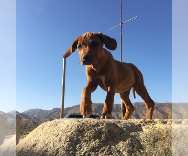 Medium Photo #39 Rhodesian Ridgeback Puppy For Sale in MORONGO VALLEY, CA, USA