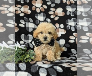 Bichpoo Puppy for sale in LEOLA, PA, USA