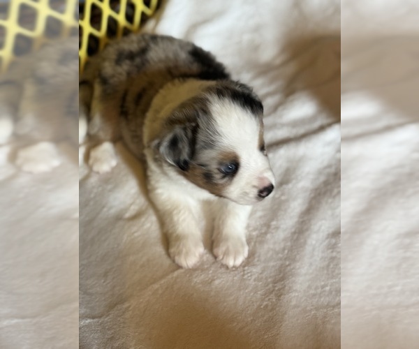 Medium Photo #20 Australian Shepherd-Miniature Australian Shepherd Mix Puppy For Sale in PETERSBURG, IL, USA