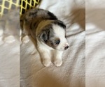 Small #1 Australian Shepherd-Miniature Australian Shepherd Mix