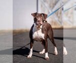 Small Photo #1 American Pit Bull Terrier-Unknown Mix Puppy For Sale in Rustburg, VA, USA