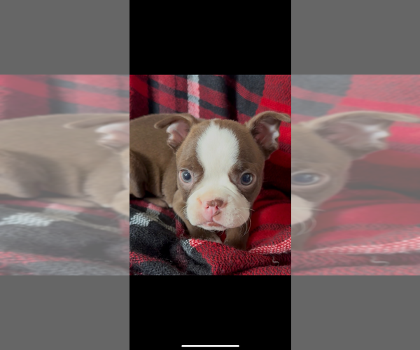 Medium Photo #5 Boston Terrier Puppy For Sale in NILES, MI, USA
