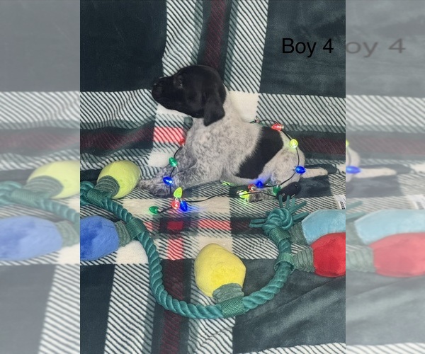 Medium Photo #3 German Shorthaired Pointer Puppy For Sale in BOOMER, NC, USA