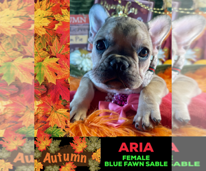 French Bulldog Puppy for sale in HEATHROW, FL, USA