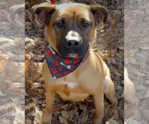 Barley - Male Black Mouth Cur-Labrador Retriever Mix Dog for Adoption - Photo #12