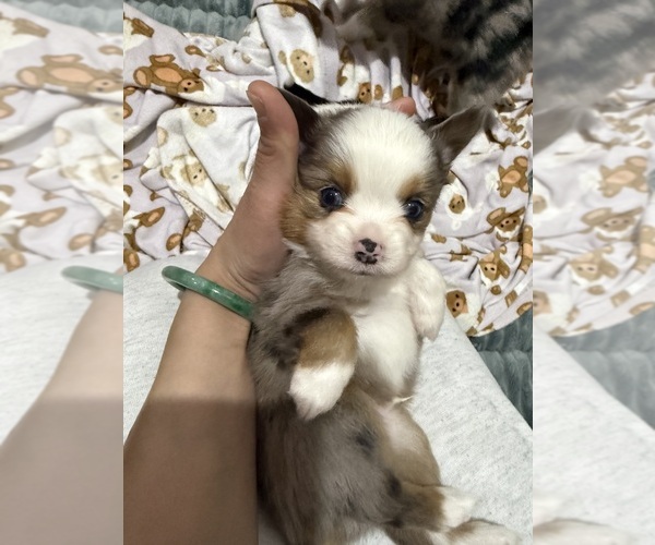 Medium Photo #11 Miniature Australian Shepherd Puppy For Sale in DAKOTA CITY, NE, USA