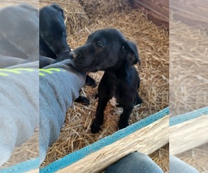 Great Dane Puppy for sale in NEVADA, MO, USA