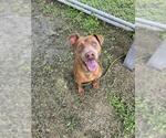 Small #1 Labrador Retriever Mix