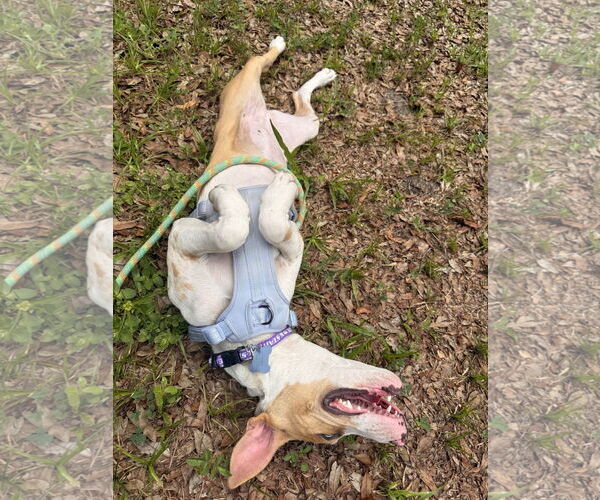Medium Photo #9 Catahoula Leopard Dog-Unknown Mix Puppy For Sale in Sanford, FL, USA