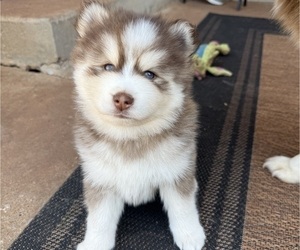 Pomsky Puppy for sale in EDMOND, OK, USA