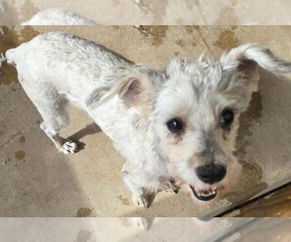 Medium Photo #3 Mutt Puppy For Sale in San Antonio, TX, USA