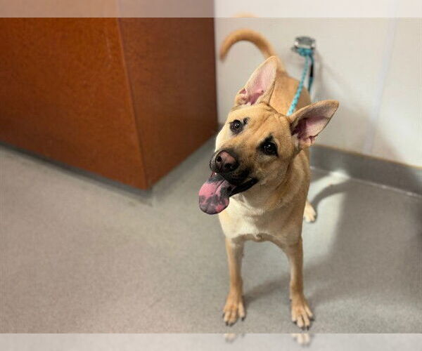 Medium Photo #2 German Shepherd Dog-Unknown Mix Puppy For Sale in Rancho Cucamonga, CA, USA