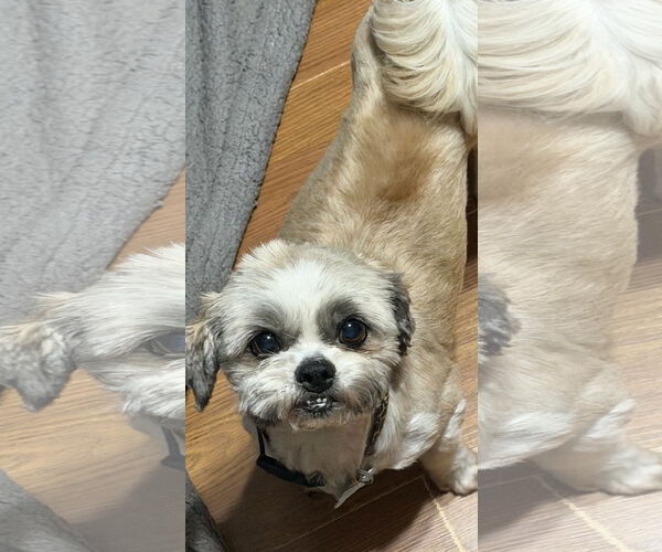 Medium Photo #1 Shih Tzu Puppy For Sale in Sioux Falls, SD, USA